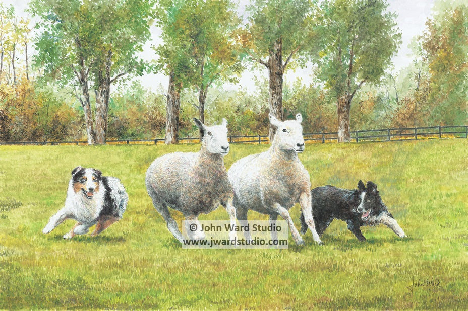 Border Collies Herding Sheep by John L. Ward www.jwardstudio.com