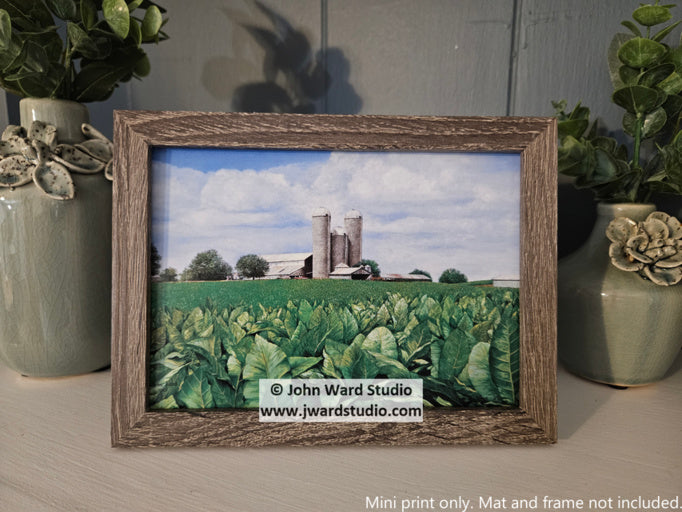 Deep in Tradition by John Ward www.jwardstudio.com tobacco field old barn farming