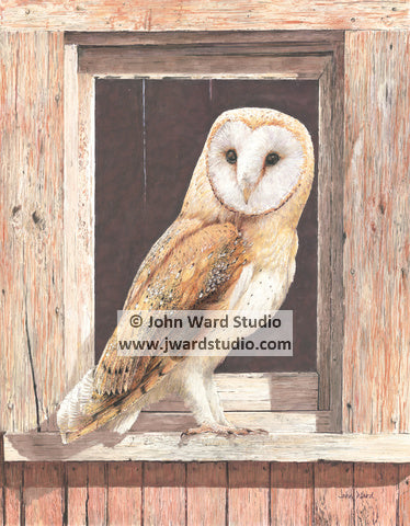 Barn Owl by John L. Ward www.jwardstudio.com bird wildlife brown owl farm