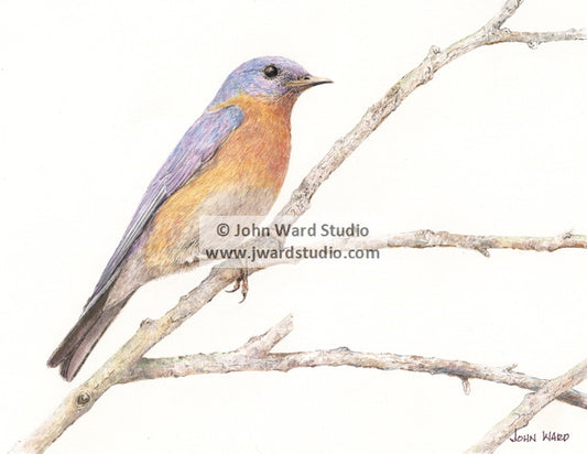 Bluebird on Branch by Kentucky artist John L. Ward www.jwardstudio.com Eastern bluebird art bird wildlife bird gift songbird