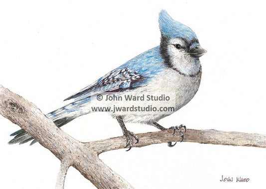 Blue Jay by John L. Ward www.jwardstudio.com bird wildlife songbird art