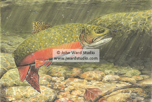 Brook Trout by Kentucky artist John L. Ward www.jwardstudio.com fishing Lake Cumberland fly fishing