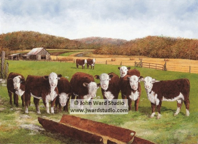 Hereford Autumn by John L. Ward www.jwardstudio.com cattle farm Kentucky Hereford Association