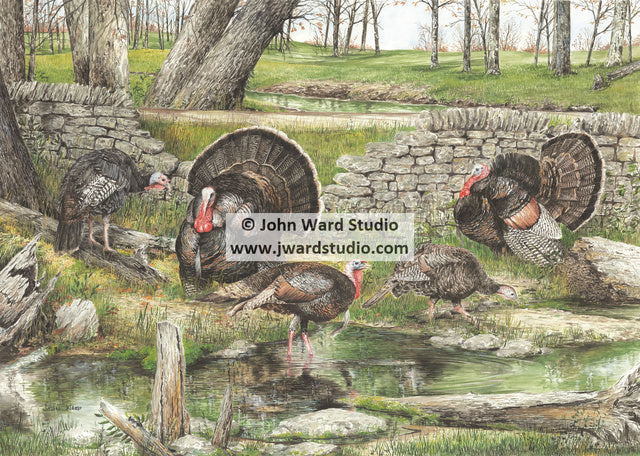 Strutting by John Ward turkey www.jwardstudio.com turkey hunting rock wall