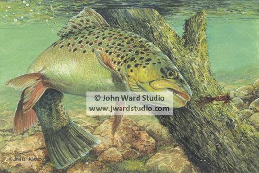 Brown Trout by Kentucky artist John L. Ward fishing trout brown trout art