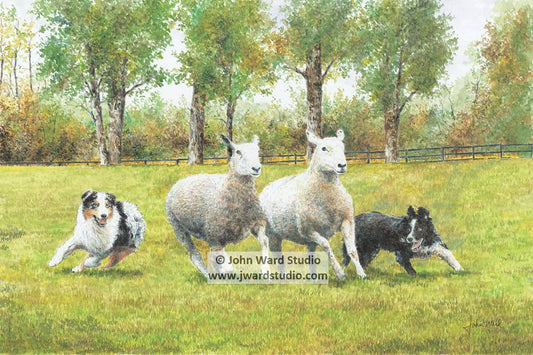 Border Collies Herding Sheep by John L. Ward www.jwardstudio.com