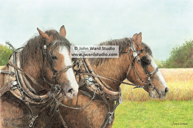 Beau and Jack Working Horses two horses by John L. Ward draft horses farming Kentucky clydesdale working horses rigging and harness