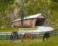 Beauty at Bennett's Mill Covered Bridge by John L. Ward www.jwardstudio.com horse Greenup County Kentucky covered bridge thoroughbred horse art