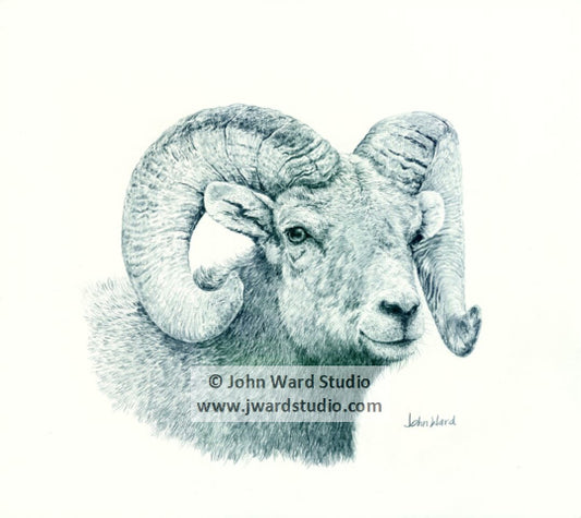 Rocky Mountain Bighorn Ram Sheep by John L. Ward www.jwardstudio.com wildlife art
