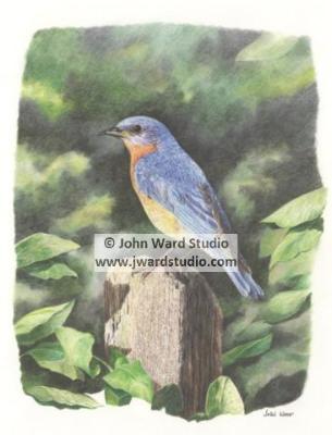 Bluebird on Post by John L. Ward www.jwardstudio.com Eastern bluebird wildlife songbird