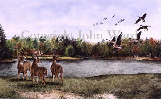 Camp McKee by Kentucky artist John L. Ward www.jwardstudio.com Boy Scouts Lexington Lake Deer