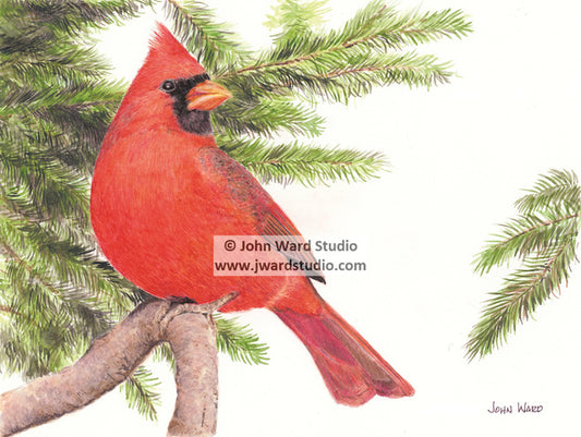 Cardinal by John Ward www.jwardstudio.com bird wildlife