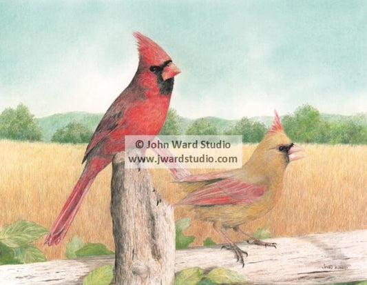 What a Pair female and male cardinals by John Ward www.jwardstudio.com bird wildlife