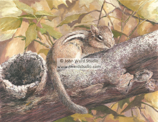 Chipmunk by John Ward www.jwardstudio.com wildlife