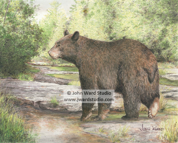Creek Crossing bear by John Ward www.jwardstudio.com wildlife black bear