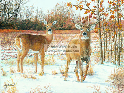 Curiosity deer hunting by John Ward www.jwardstudio.com