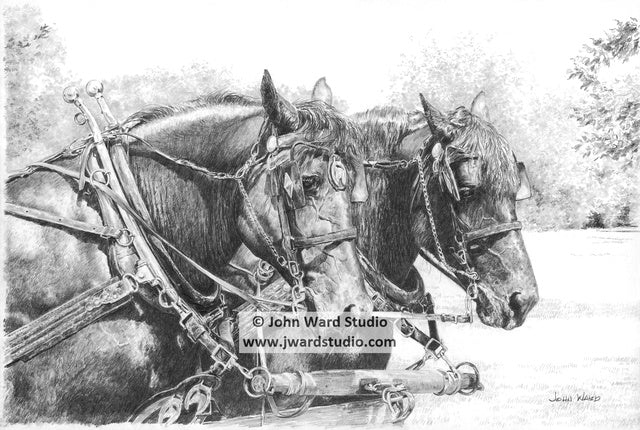 Draft Horses in black and white by John Ward farm horses