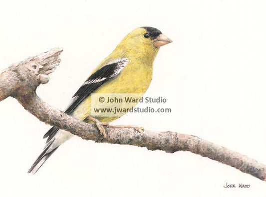 Goldfinch by John L. Ward www.jwardstudio.com bird wildlife
