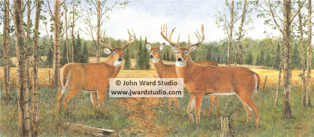 Grazing Deer by John Ward www.jwardstudio.com hunting wildlife doe buck