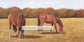 Horse Trio 2 Two of a Kind by Kentucky artist John Ward