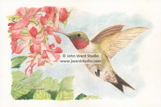Hummingbird by John Ward www.jwardstudio.com bird wildlife flower ruby throat hummingbird