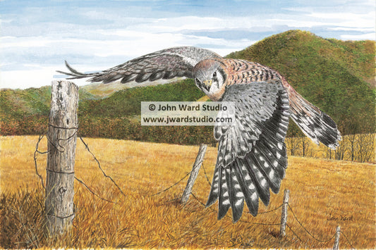 Kestrel Falcon by Kentucky Artist John Ward