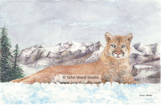 King of the Mountain by John Ward www.jwardstudio.com mountain lion wildlife snow mountain