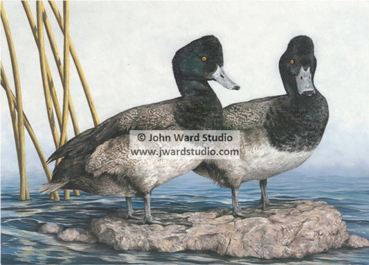 Lesser Scaup by John Ward www.jwardstudio.com duck bird bluebill broadbill
