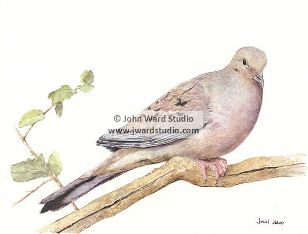 Mourning Dove by John Ward www.jwardstudio.com bird American mourning dove rain dove