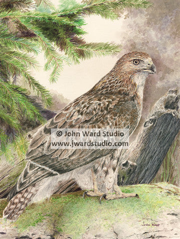 Red Tail Hawk by John Ward www.jwardstudio.com bird wildlife