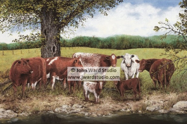 Red, White, and Roan by John Ward www.jwardstudio.com cattle farm Kentucky Shorthorn Association