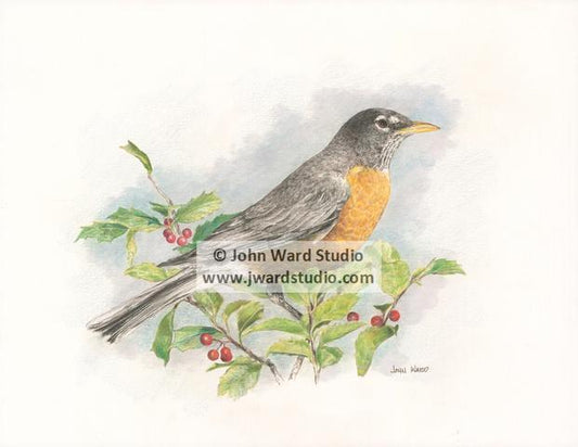 Robin by John Ward www.jwardstudio.com bird wildlife