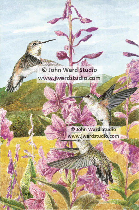 Rufous Hummingbird by Kentucky artist John Ward