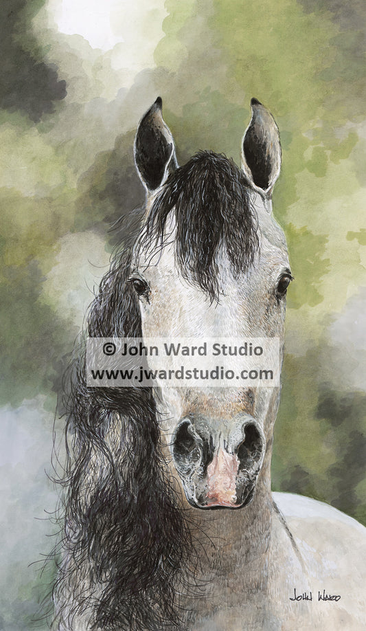 Sassy by John Ward www.jwardstudio.com horse grey