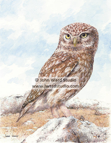 Screech Owl by John Ward www.jwardstudio.com bird wildlife