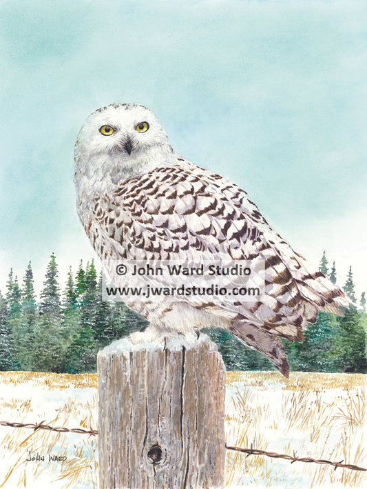 Snow Owl by John Ward www.jwardstudio.com wildlife bird fence