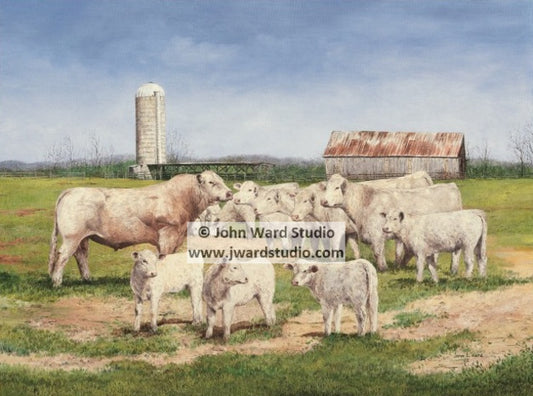 Standing Watch by John Ward www.jwardstudio.com white cattle barn farm Kentucky Charolais Association