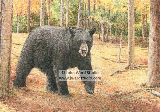 Strolling by John Ward black bear www.jwardstuio.com wildlife black bear