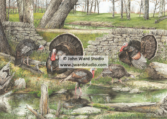 Strut'n by John Ward turkey www.jwardstudio.com turkey hunting rock wall