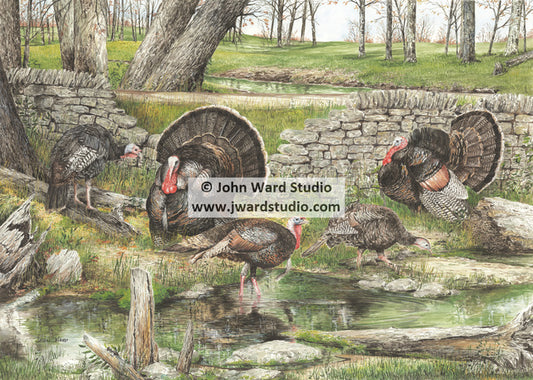 Strutting by John Ward turkey www.jwardstudio.com turkey hunting rock wall