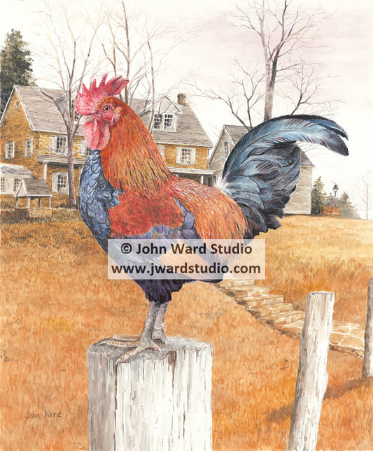 Wake Up Call by John Ward rooster crowing www.jwardstudio.com