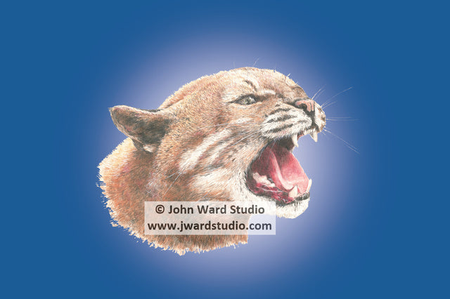 Wildcat blue background by John Ward www.jwardstudio.com wildlife