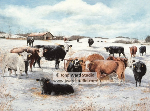 Winter Gathering by John Ward www.jwardstudio.com cattle farm barn Kentucky Cattleman's Association