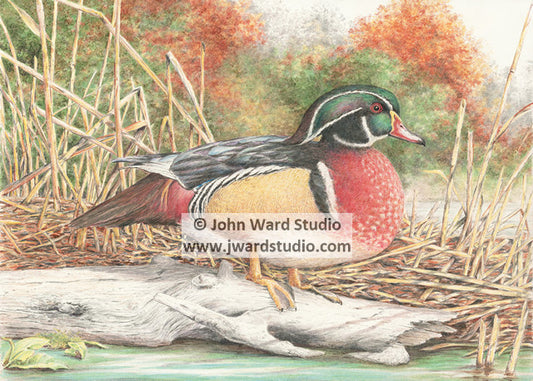 Wood Duck by John Ward www.jwardstudio.com duck wildlife bird waterfowl